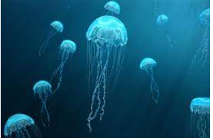 December Tricky Trivia - Jellyfish