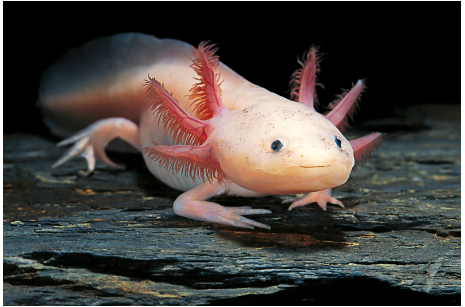 February Tricky Trivia - Axolotls