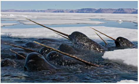March Tricky Trivia - Narwhal