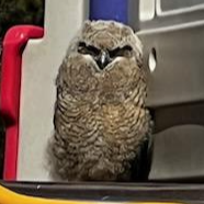 The Owl On Flagstaff’s Play Structure