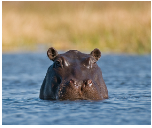 May Tricky Trivia -  Hippopotamus