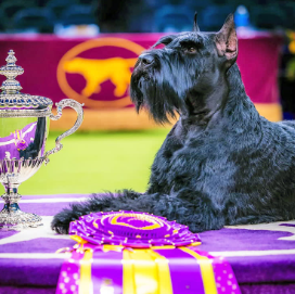 Westminster Dog Show