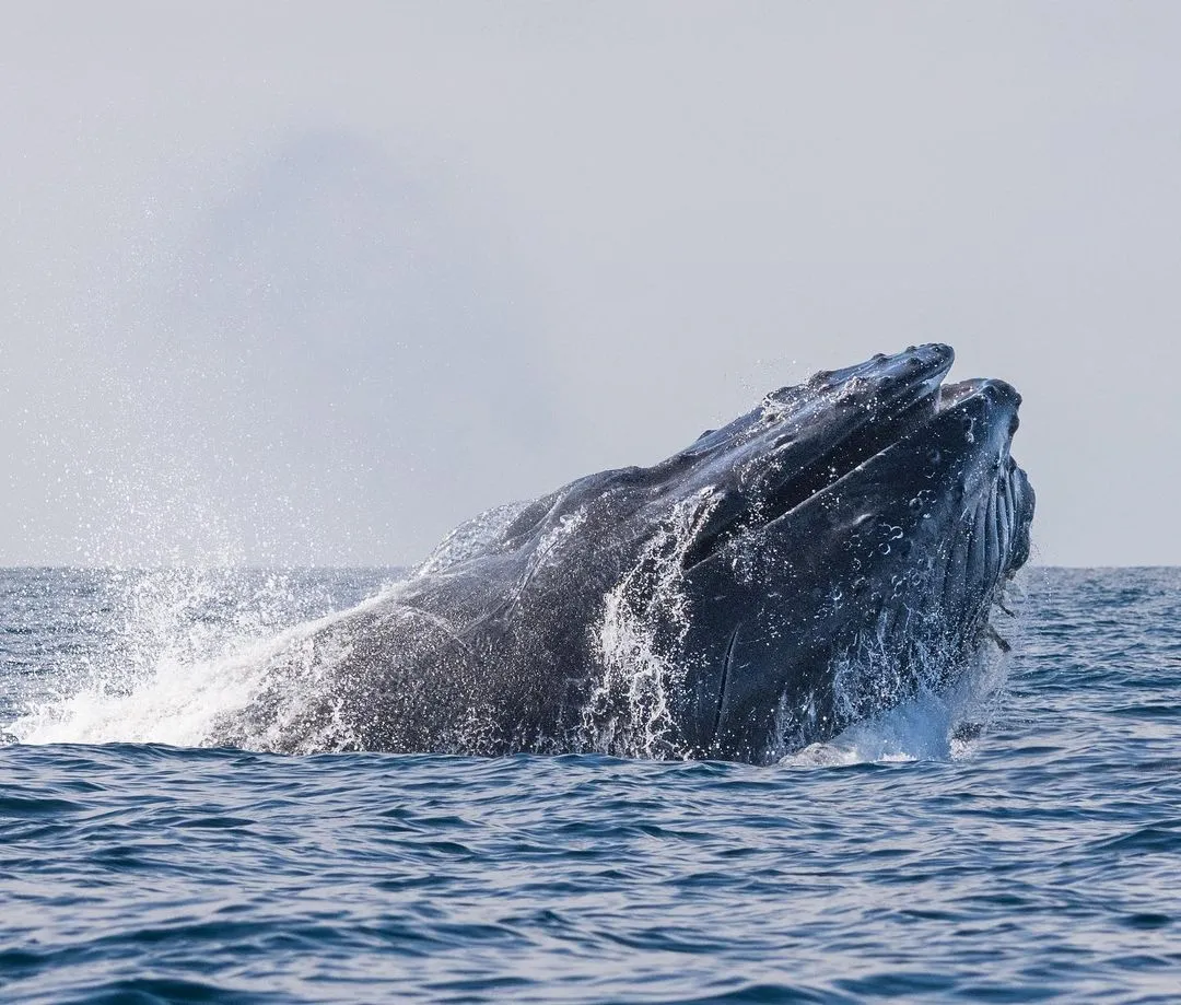 Man Gets Into the Mouth of a Whale