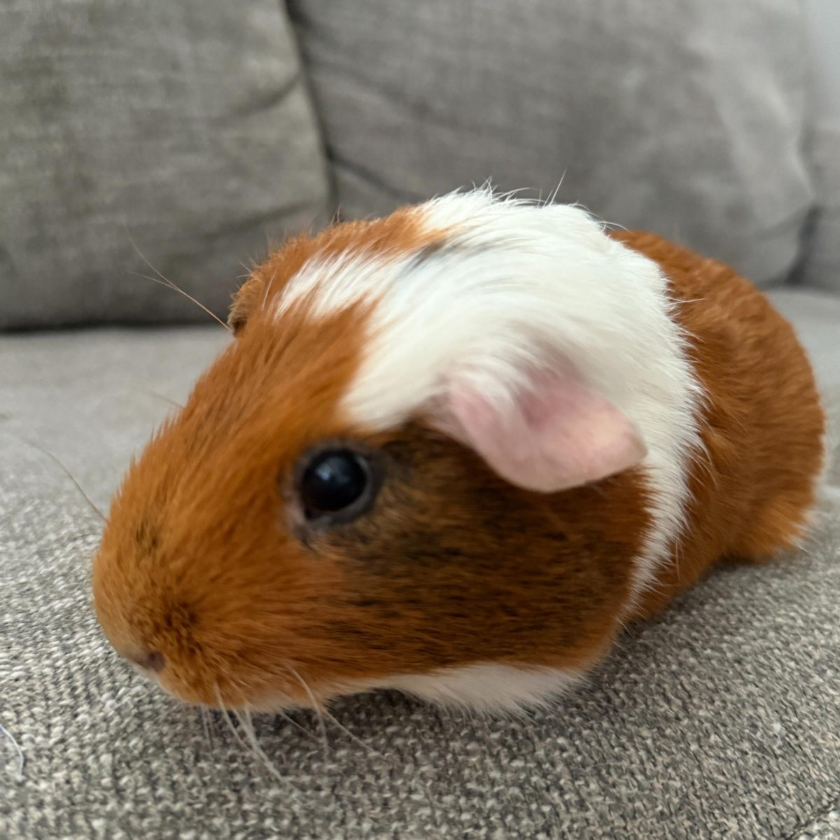 Remembering Professor Potato