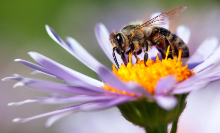 The Bee-ginning of the End - Save the Bees!