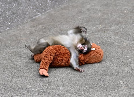 Punch the Monkey