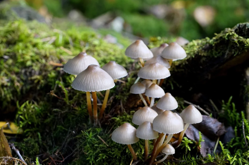 Mushroom Mining